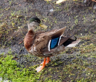 [Side view of a mallard who has his head turned back toward his tail. His head is half grey and half teal. His neck is nearly all brown and the feathers at the front are turning brown and grey.]